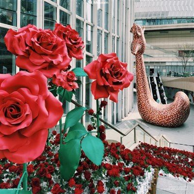 Valentin nappali virágvirág