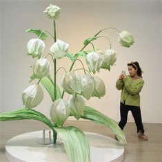 A völgyi papírvirágok liliomja